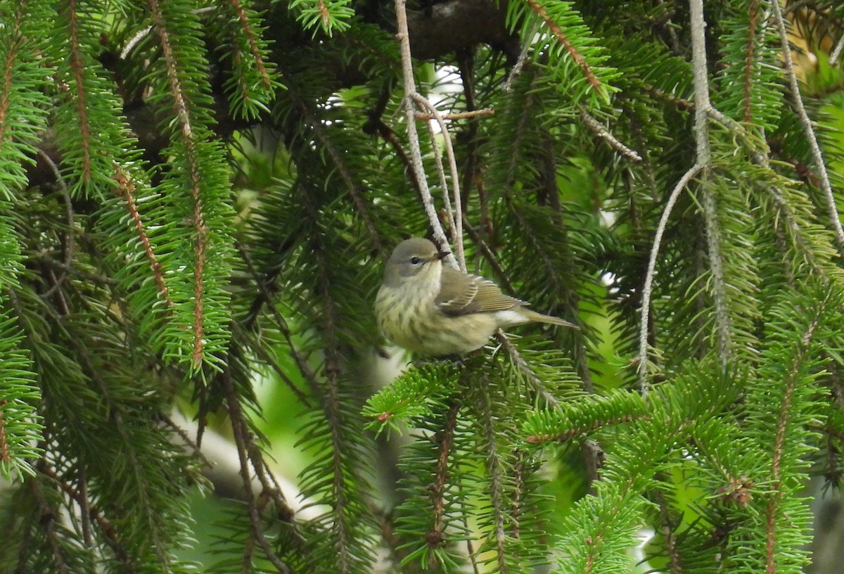 Cape May Warbler - ML624198316