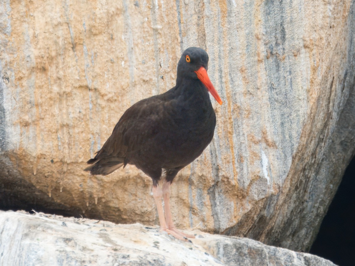 Black Oystercatcher - ML624198317