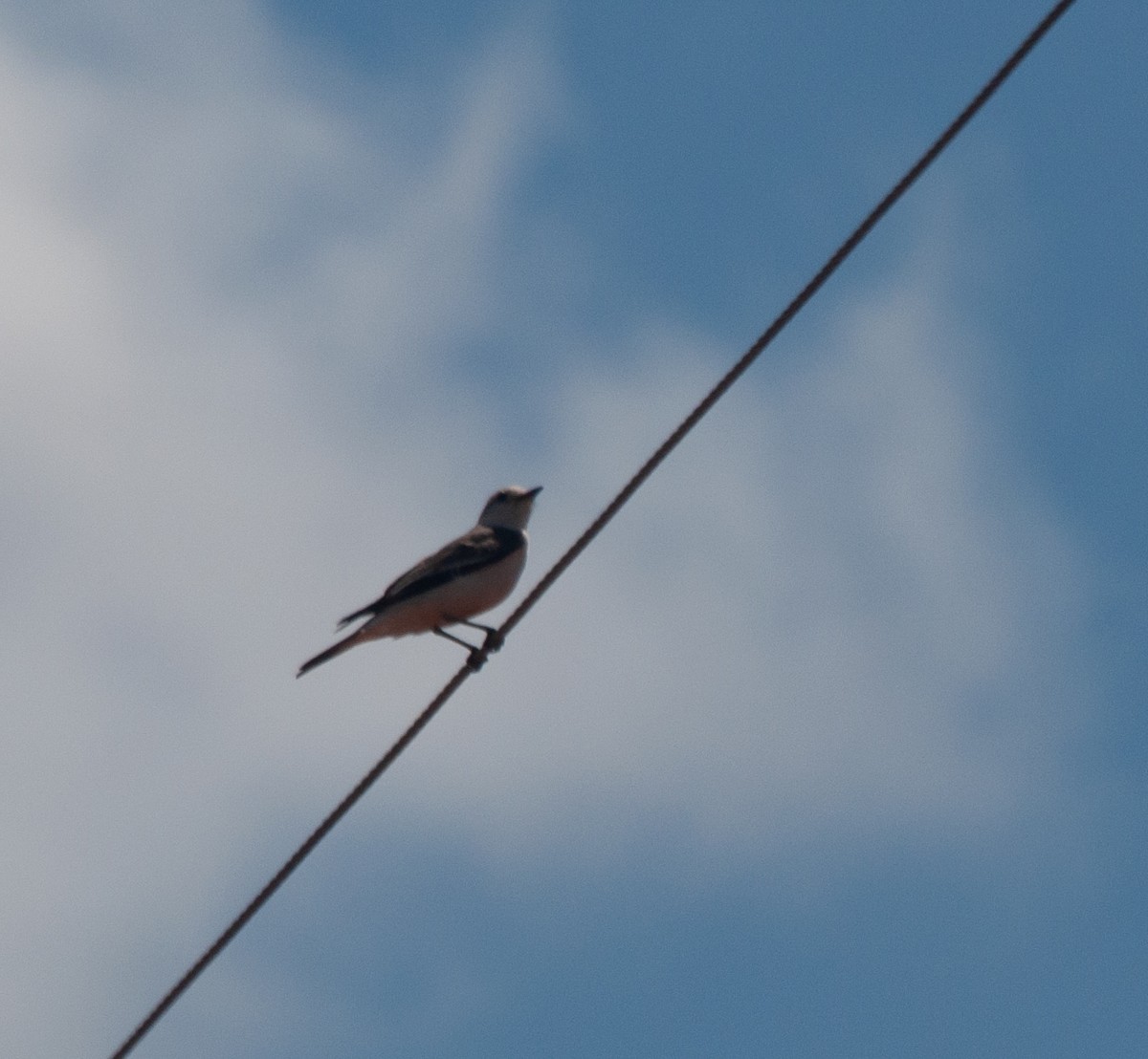 White-rumped Monjita - ML624198321