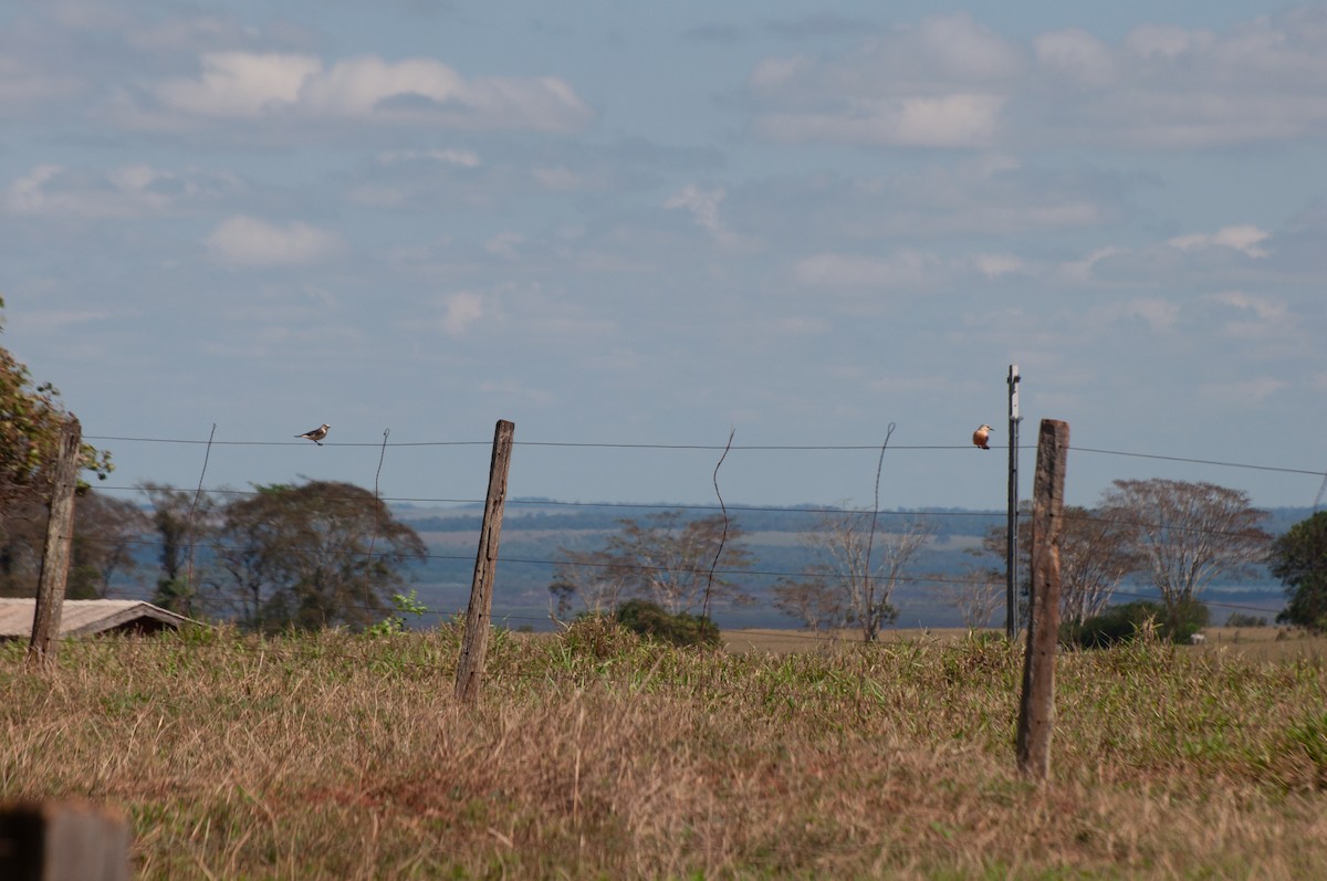 White-rumped Monjita - ML624198322