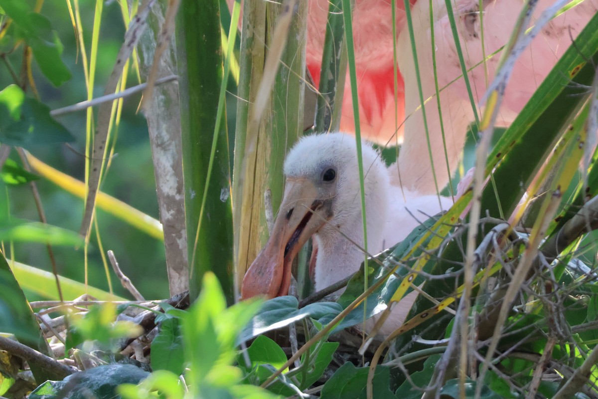 Roseate Spoonbill - ML624198325