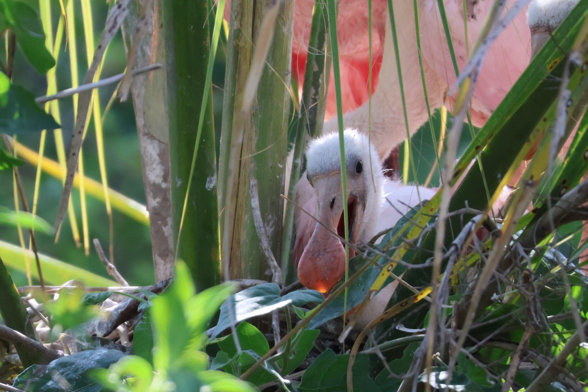 Roseate Spoonbill - ML624198327