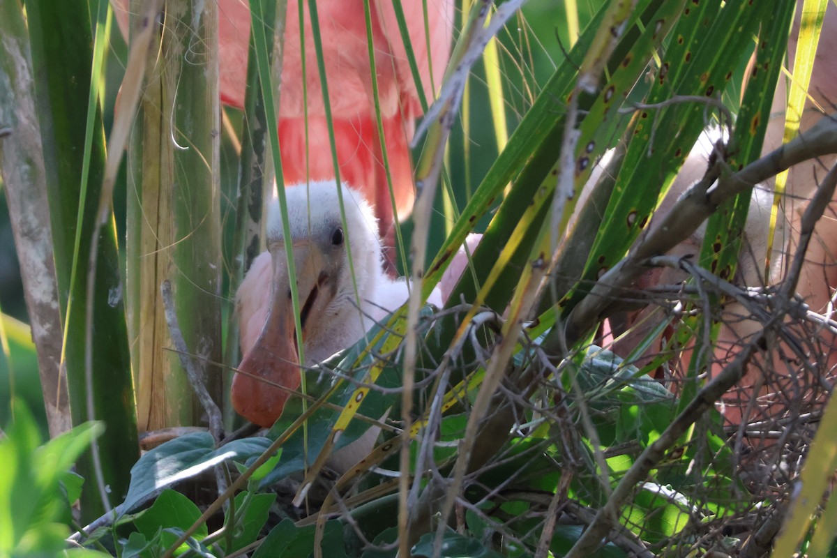 Roseate Spoonbill - ML624198329