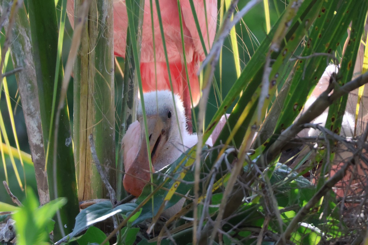 Roseate Spoonbill - ML624198330