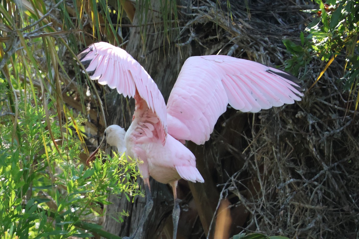 Roseate Spoonbill - ML624198335