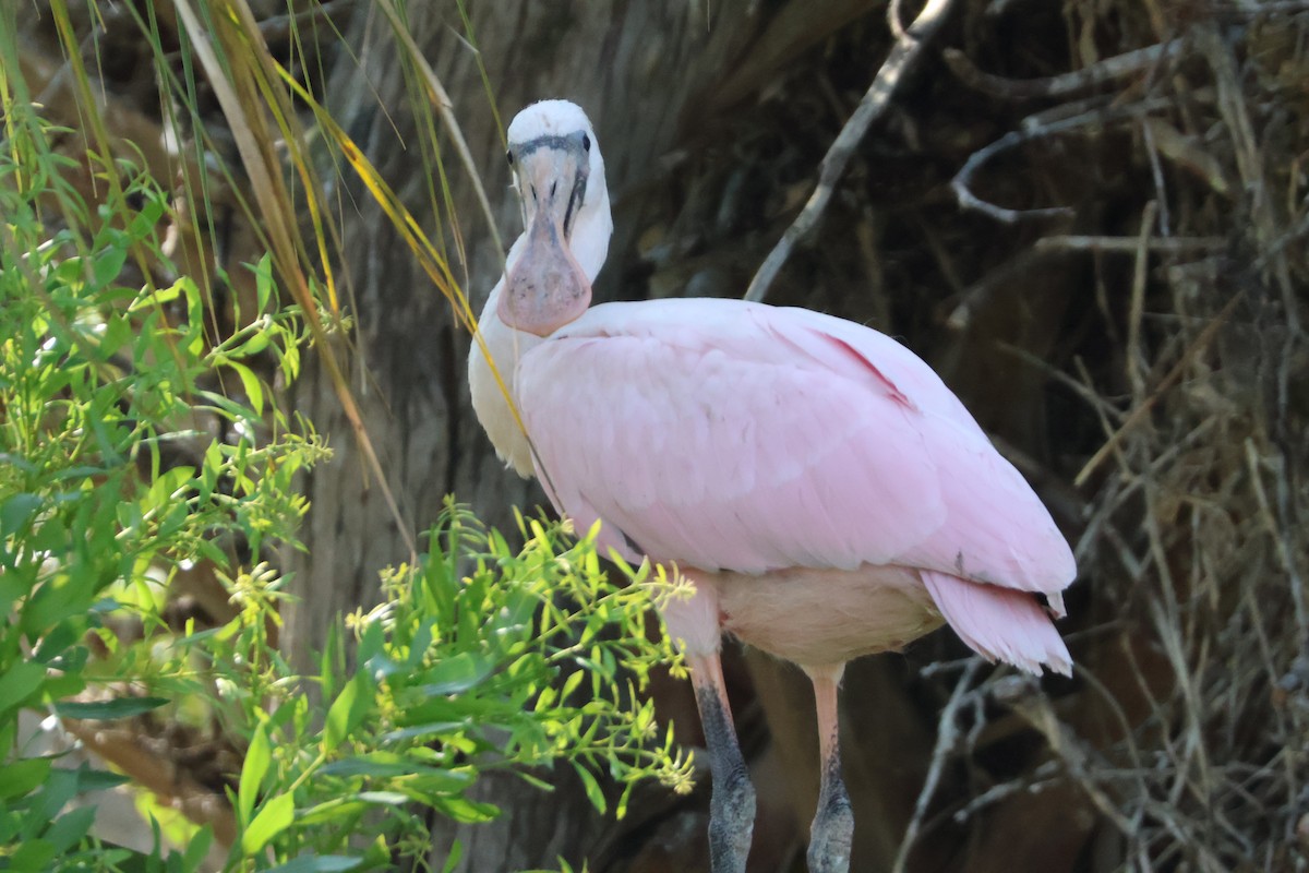 Roseate Spoonbill - ML624198336