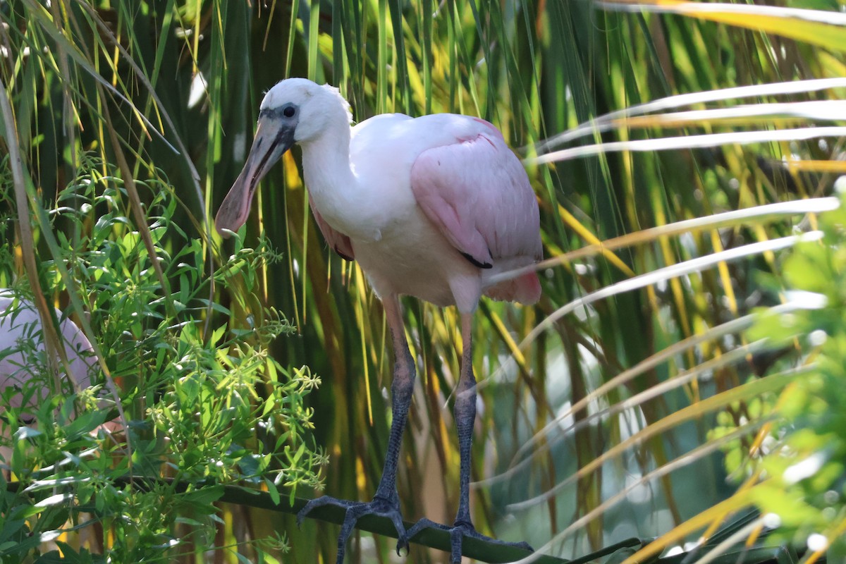 Roseate Spoonbill - ML624198337