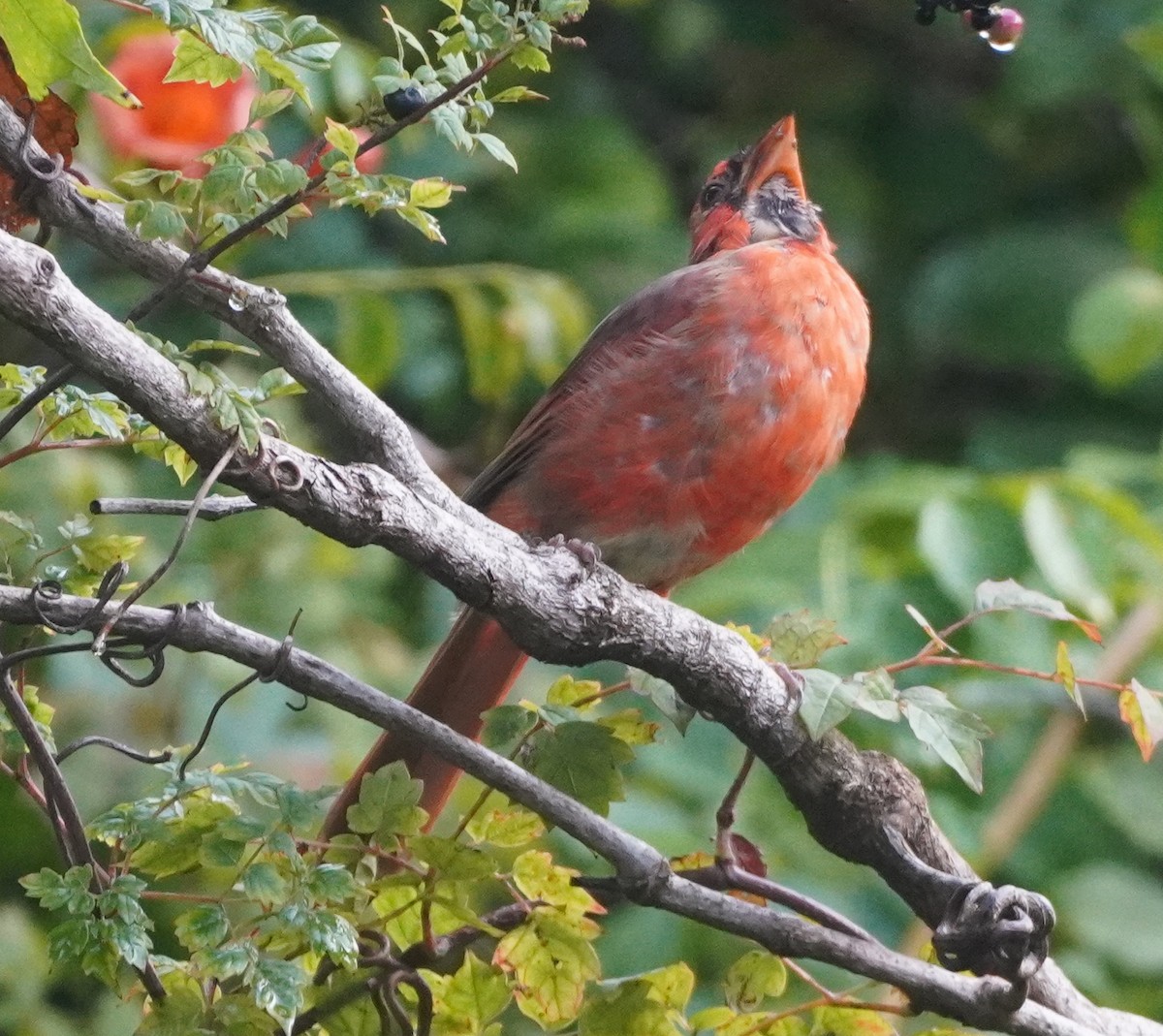 Northern Cardinal - ML624198341