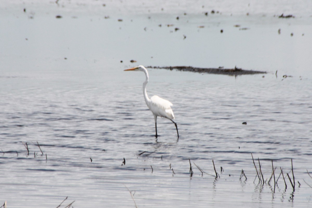 Great Egret - ML624198342