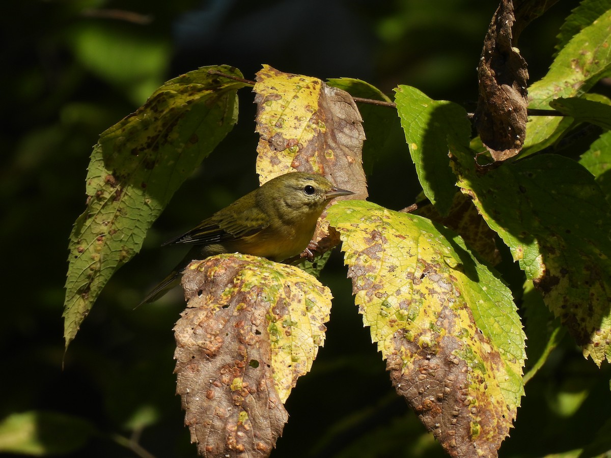 Tennessee Warbler - ML624198343