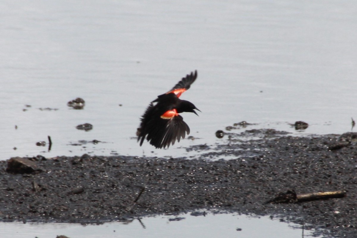 Red-winged Blackbird - ML624198344