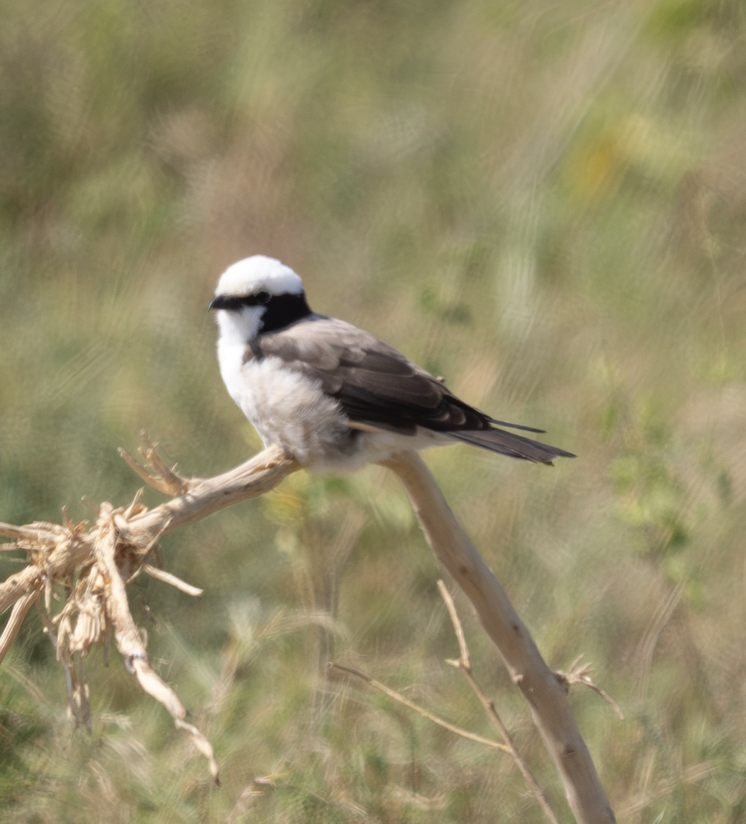 White-rumped Shrike - ML624198345