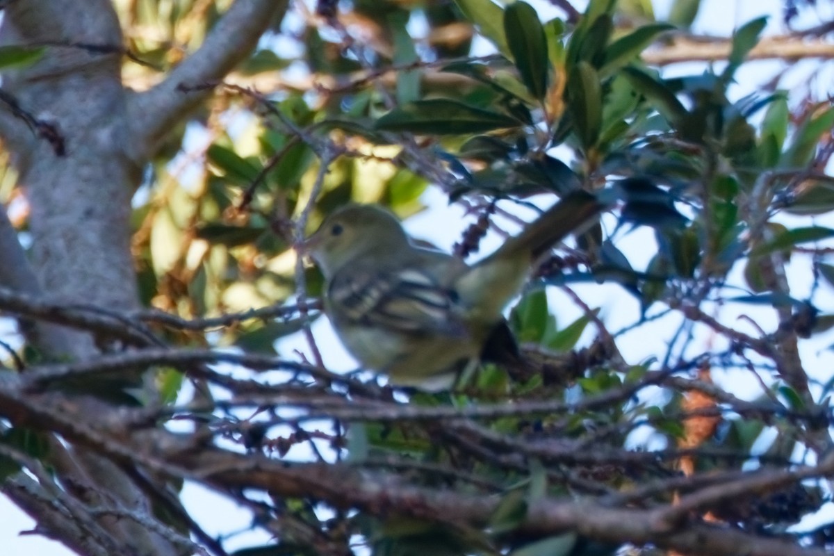 Mountain Elaenia - ML624198346