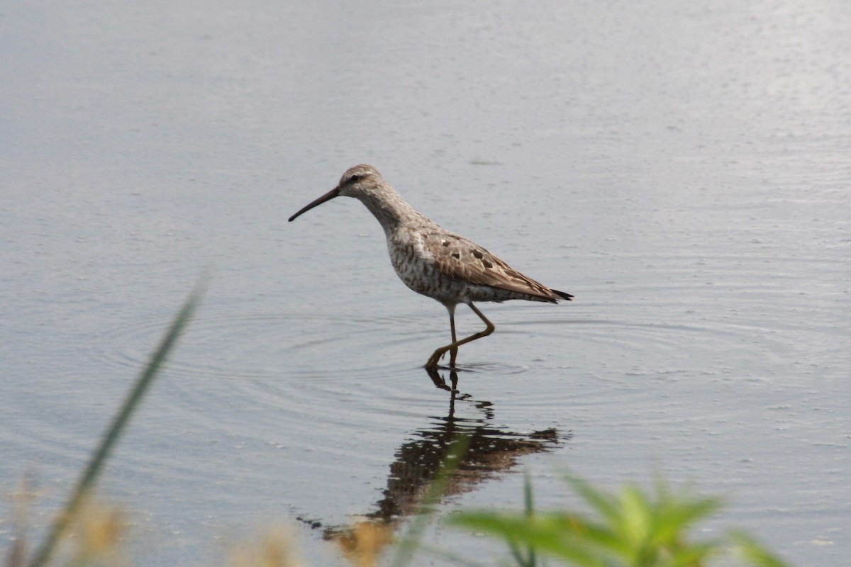 Stilt Sandpiper - ML624198348