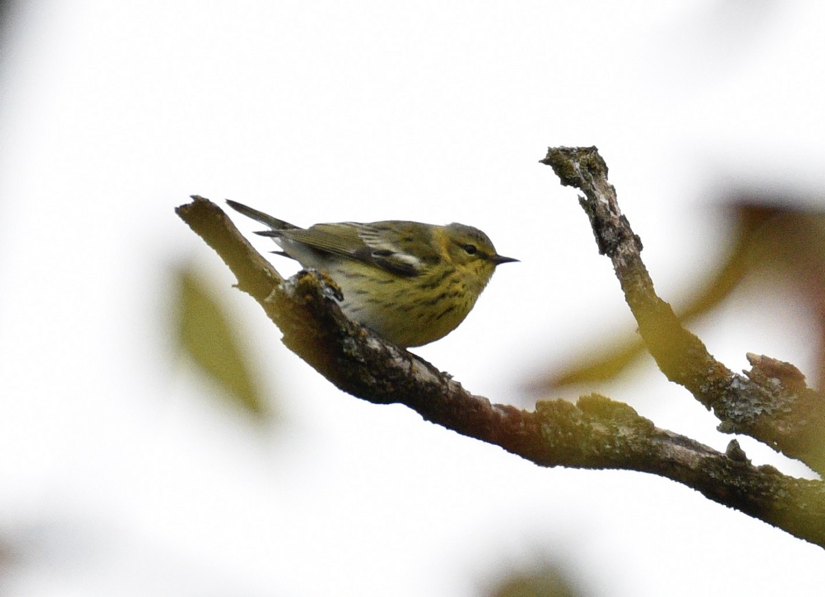 Cape May Warbler - ML624198349