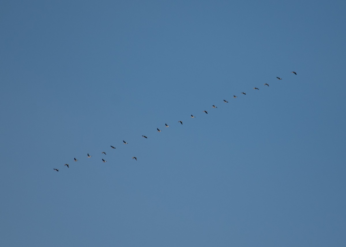 Greater White-fronted Goose - ML624198359