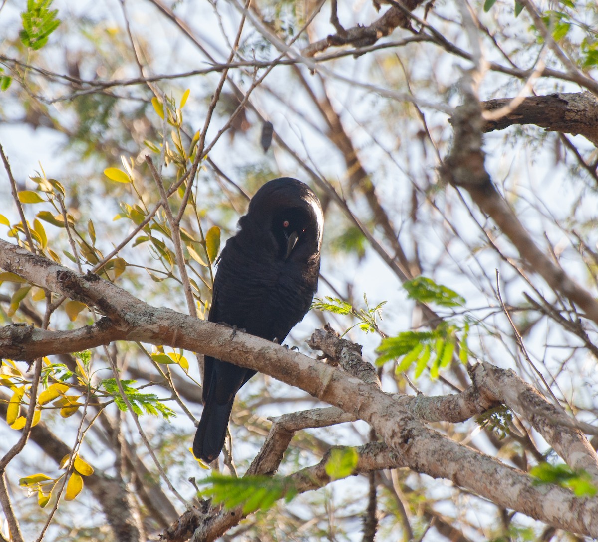 Giant Cowbird - ML624198376