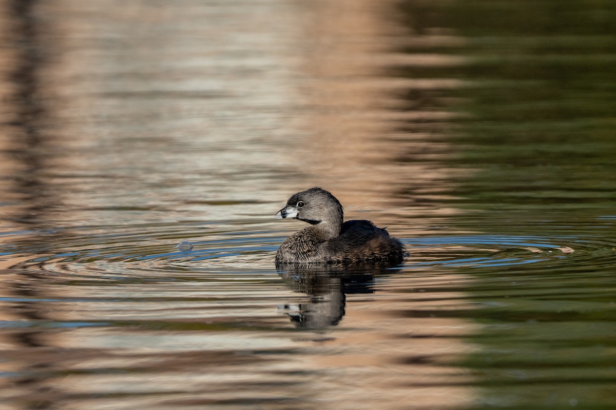 Pied-billed Grebe - ML624198385