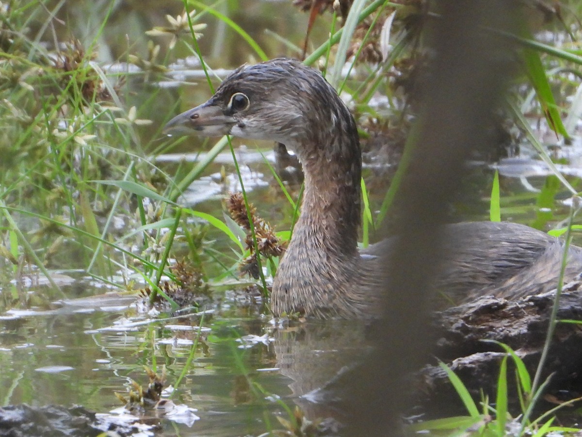 Pied-billed Grebe - ML624198386