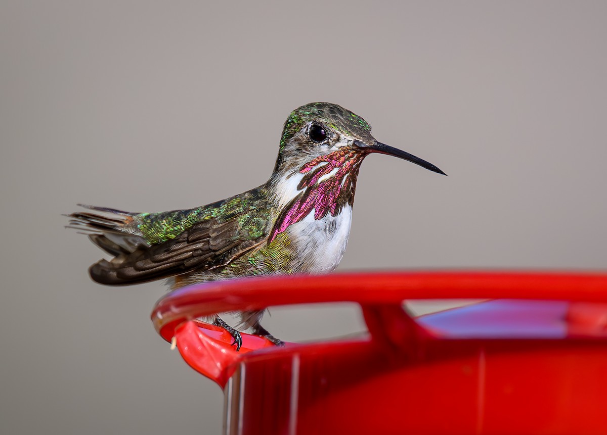 Calliope Hummingbird - ML624198387