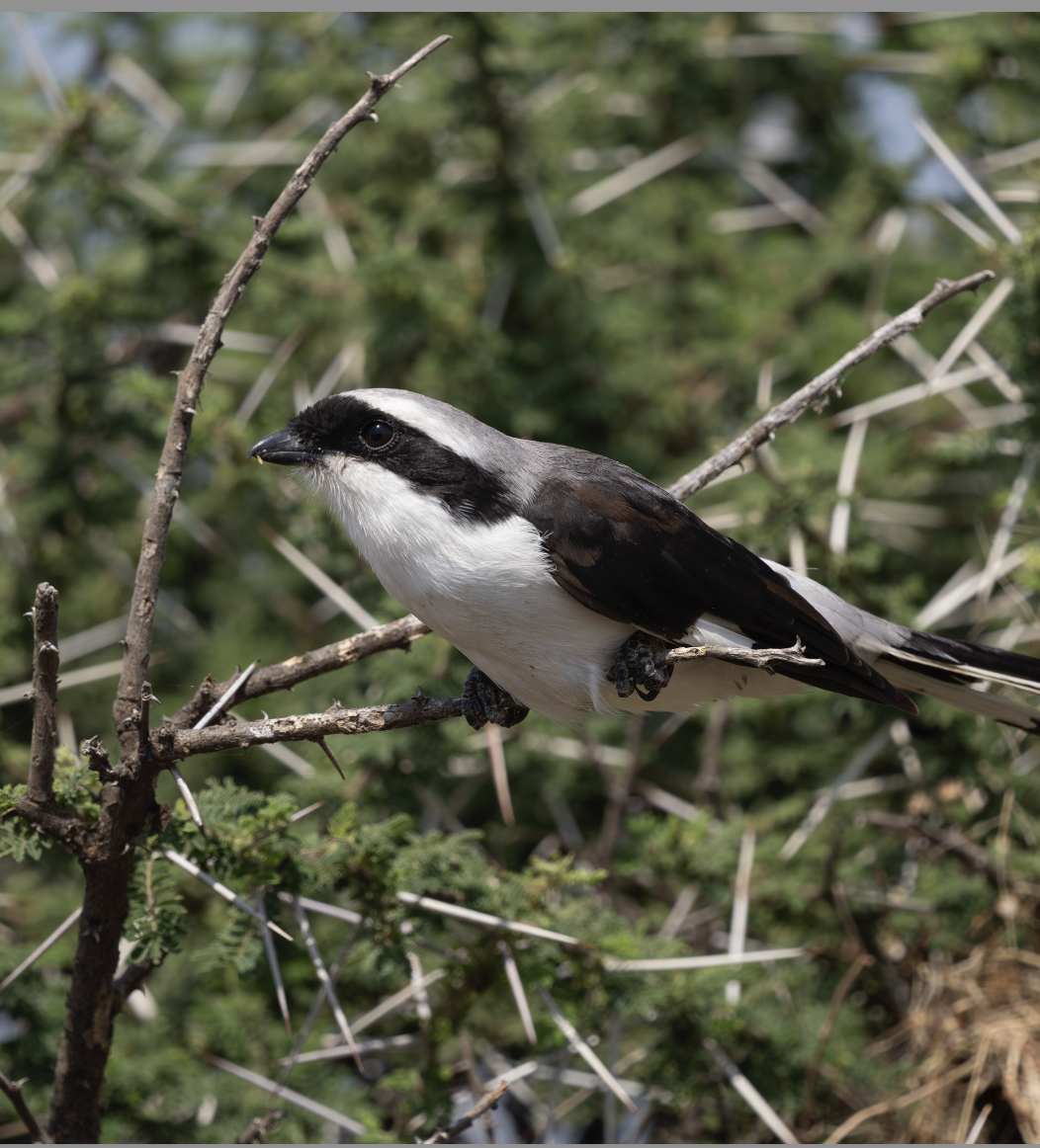 Gray-backed Fiscal - ML624198388