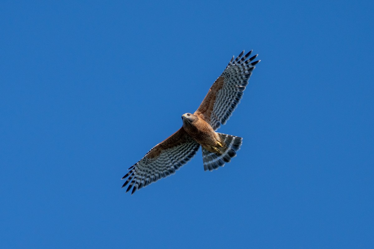 Red-shouldered Hawk - ML624198389