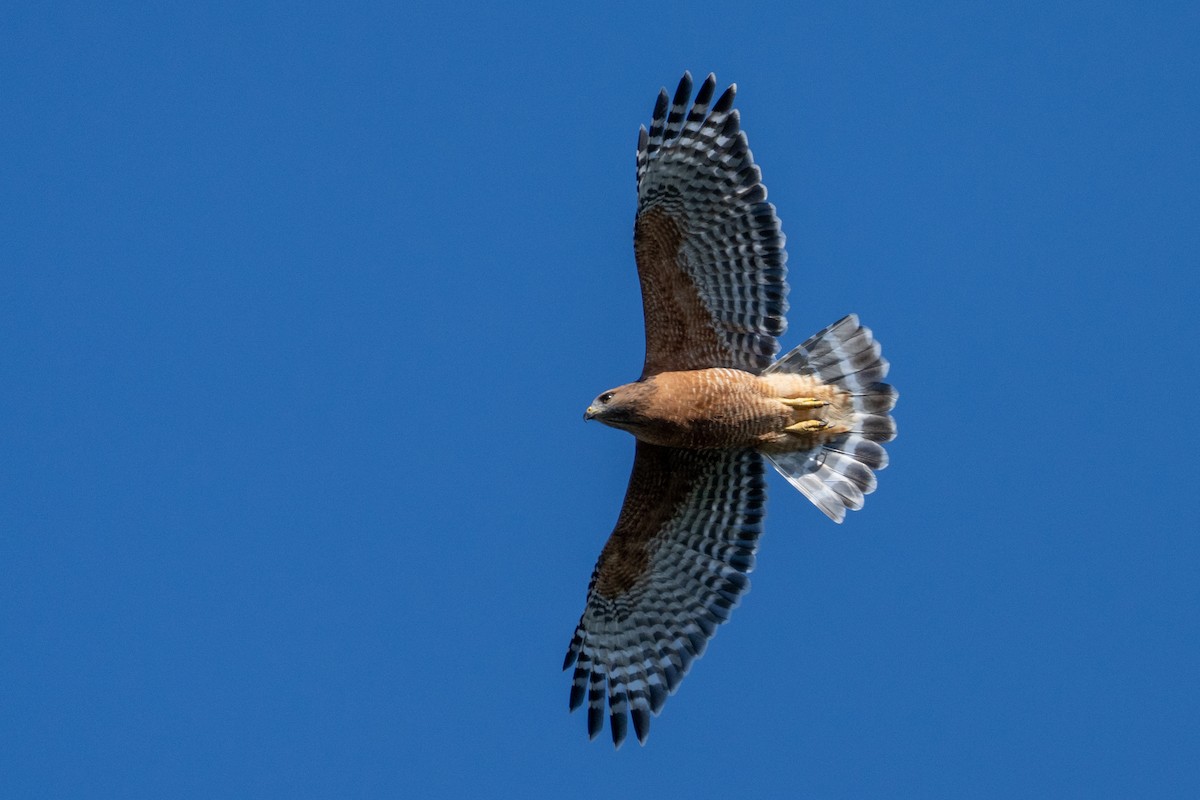 Red-shouldered Hawk - ML624198390