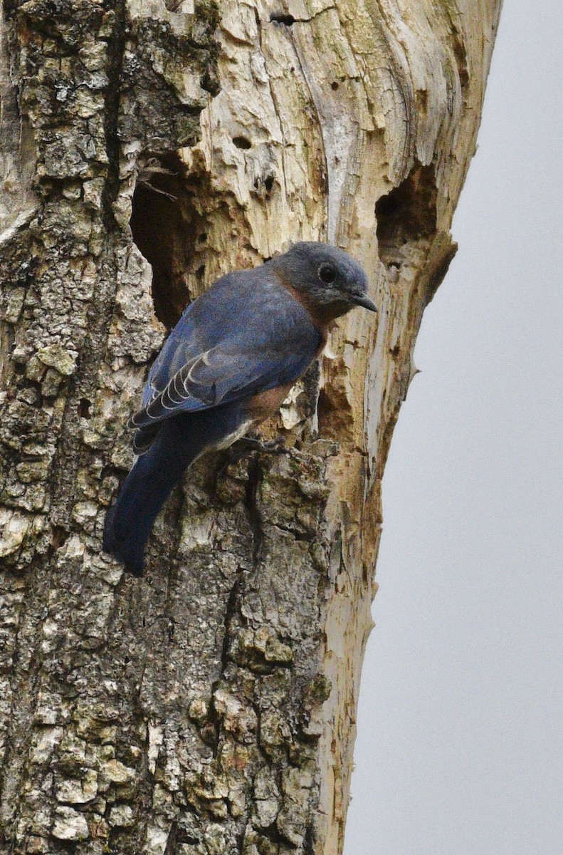 Eastern Bluebird - ML624198392