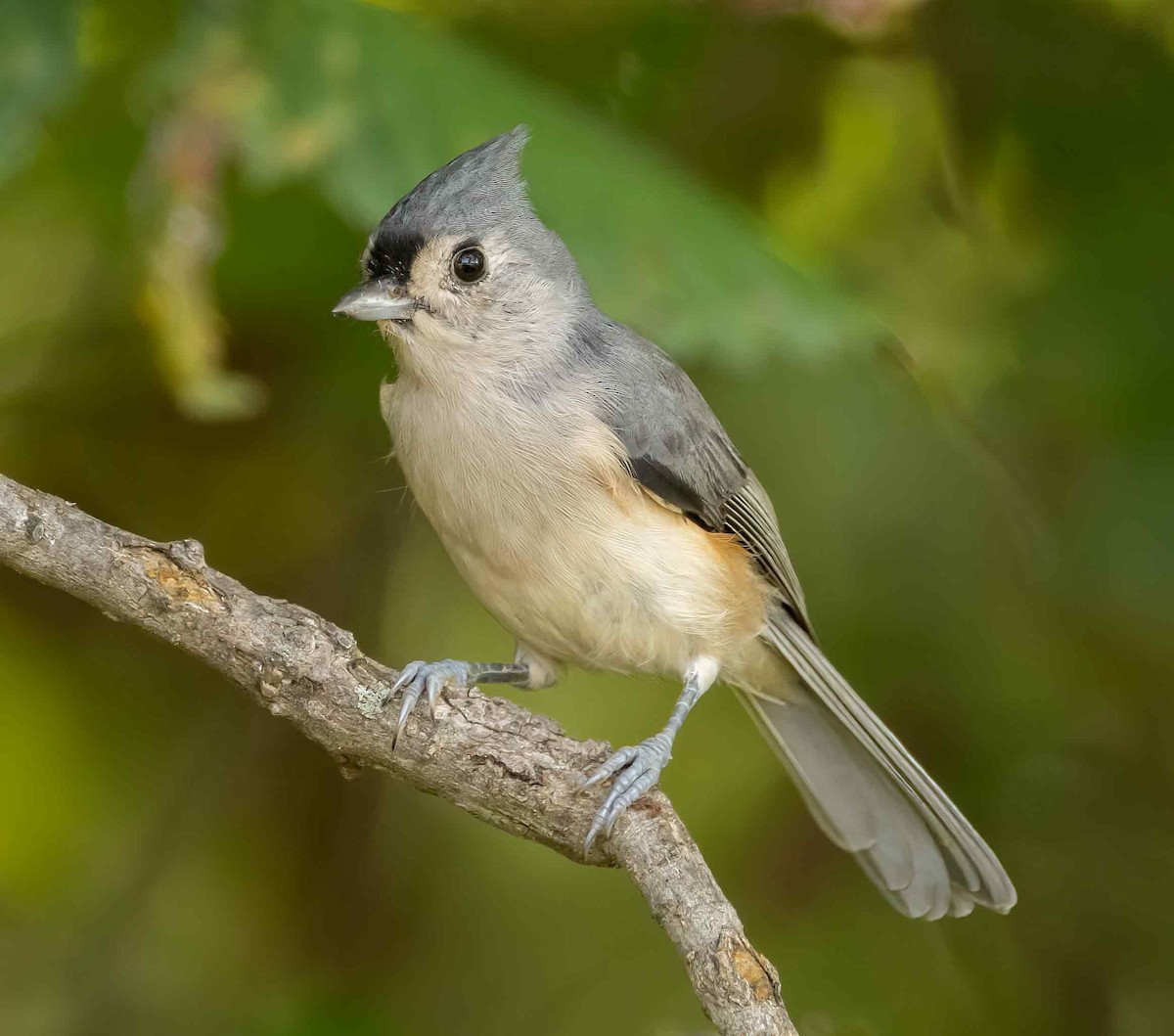 Tufted Titmouse - ML624198393