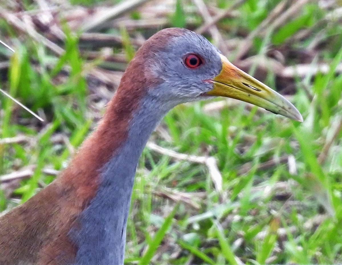 Giant Wood-Rail - ML624198395