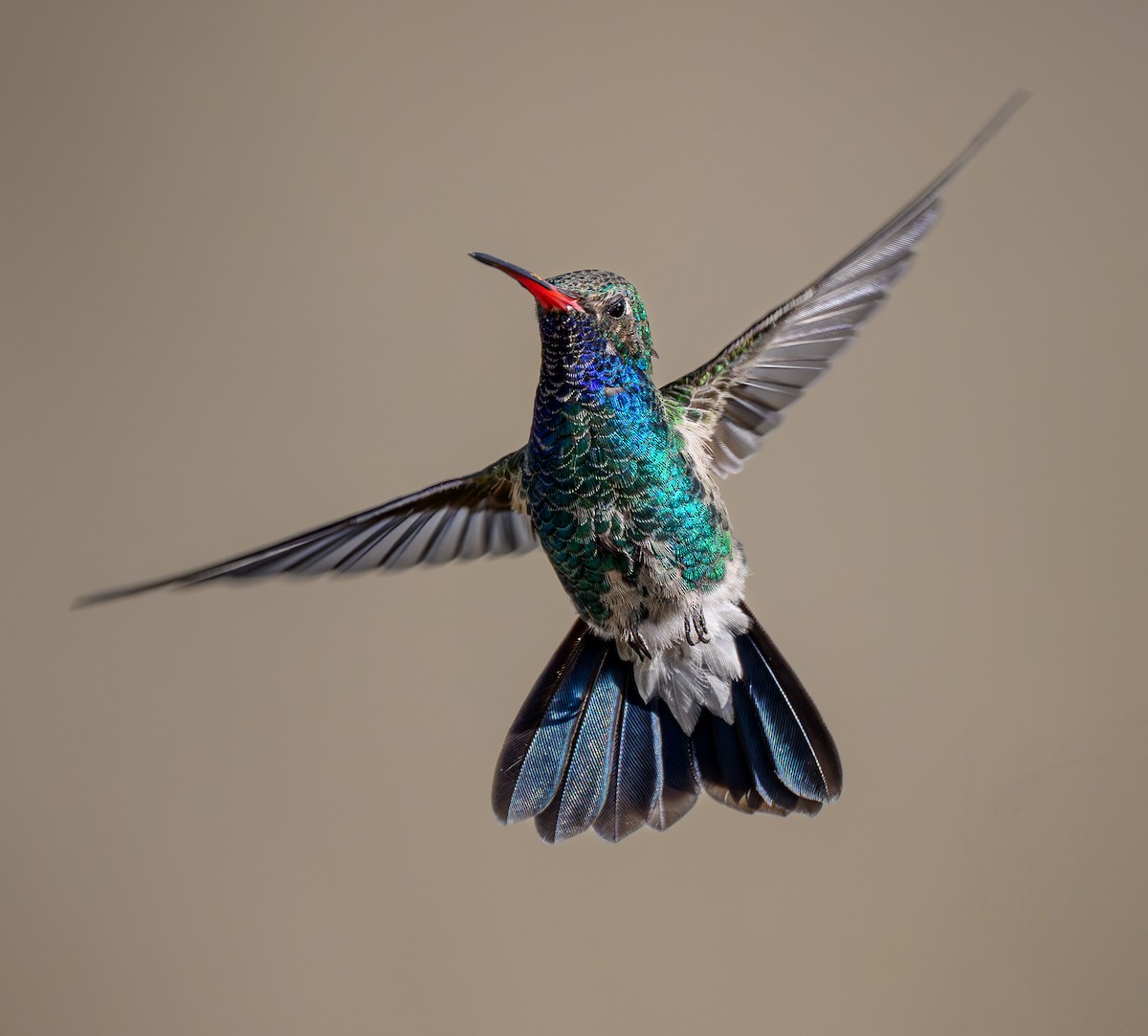 Broad-billed Hummingbird - ML624198396
