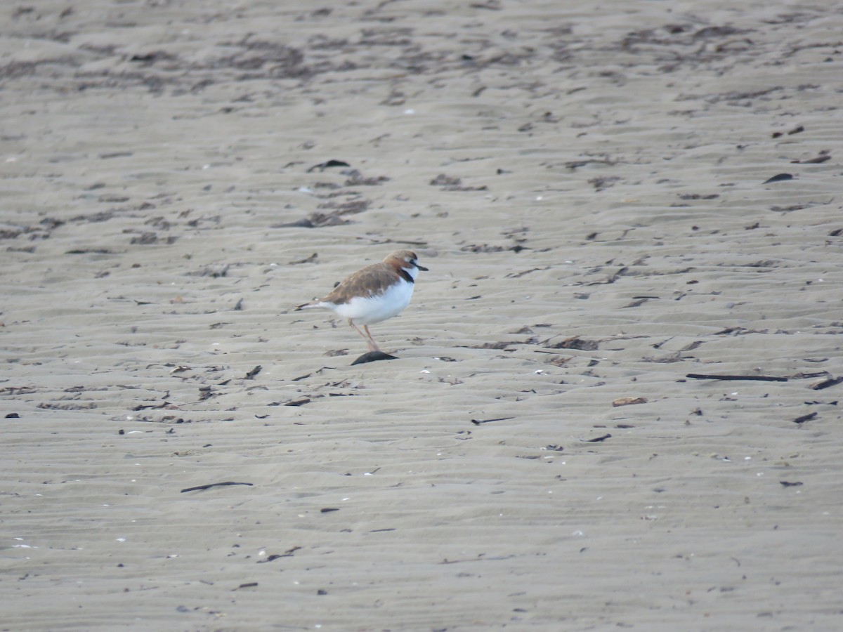 Collared Plover - ML624198397