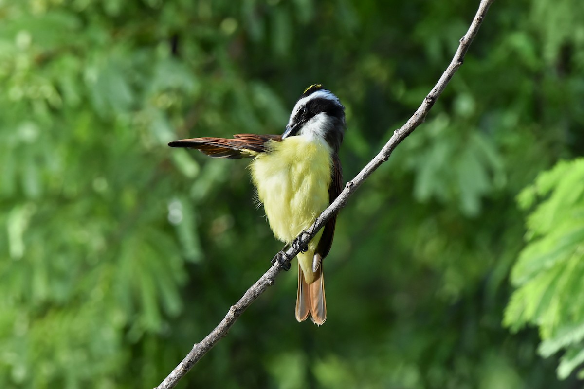 Great Kiskadee - ML624198398