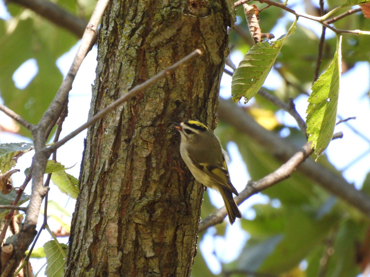 Golden-crowned Kinglet - ML624198399