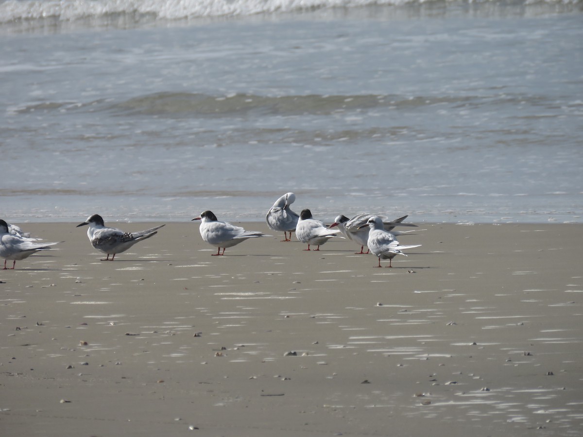 Snowy-crowned Tern - ML624198400