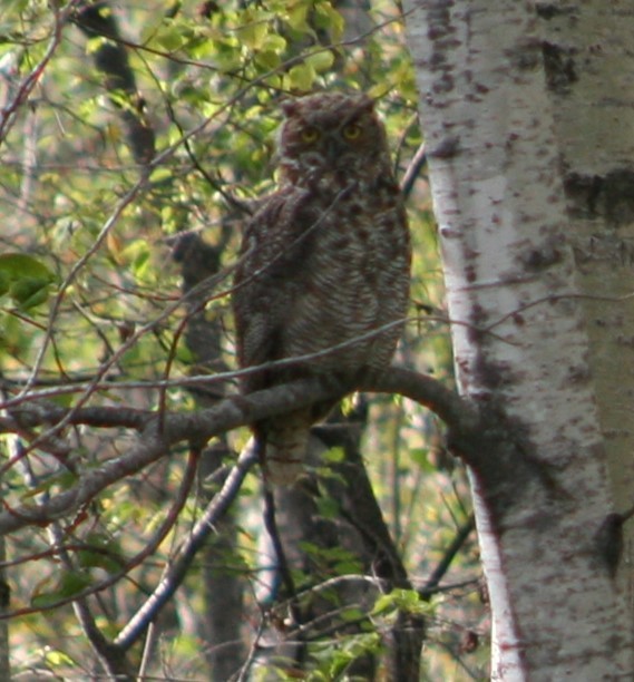 Great Horned Owl - ML624198407