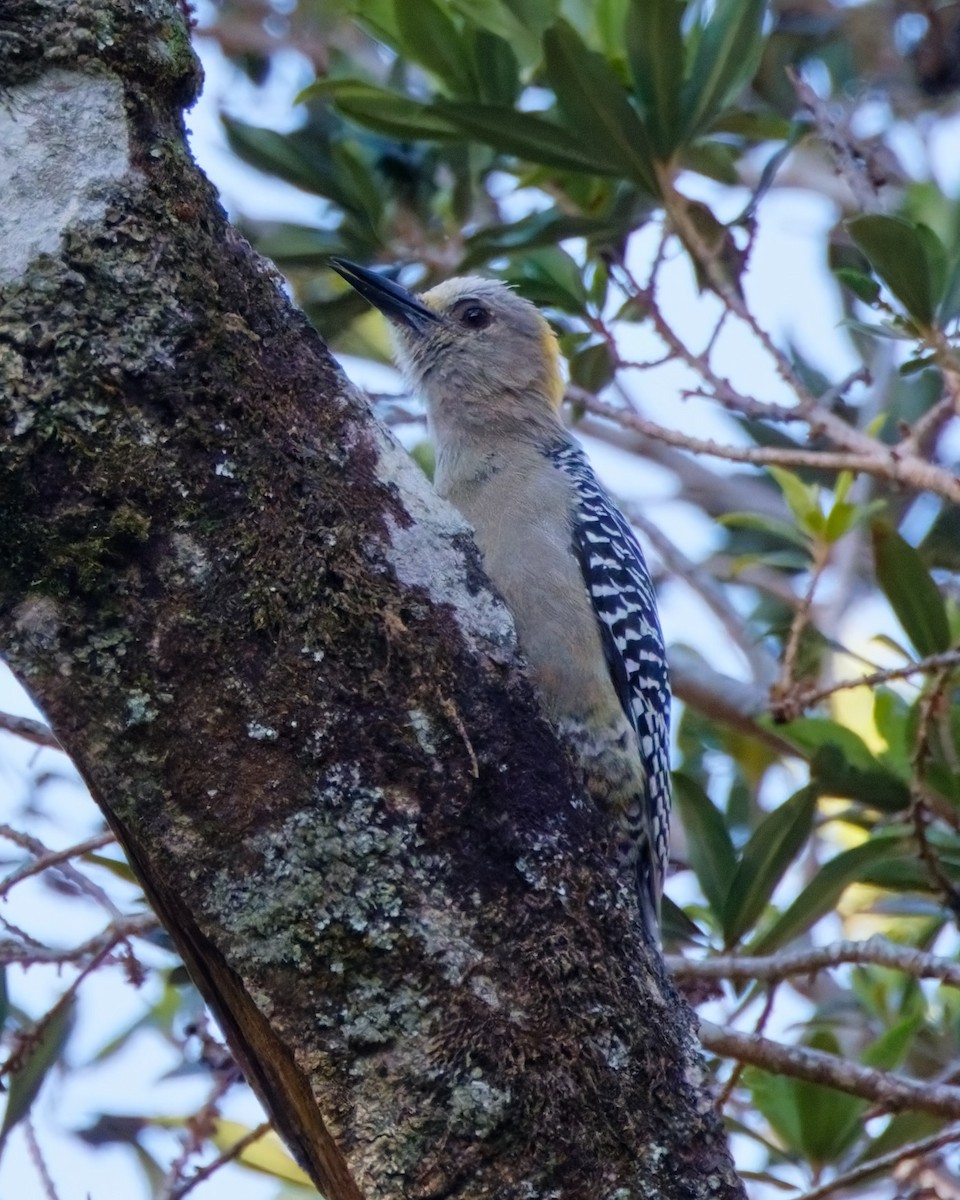 Hoffmann's Woodpecker - ML624198408