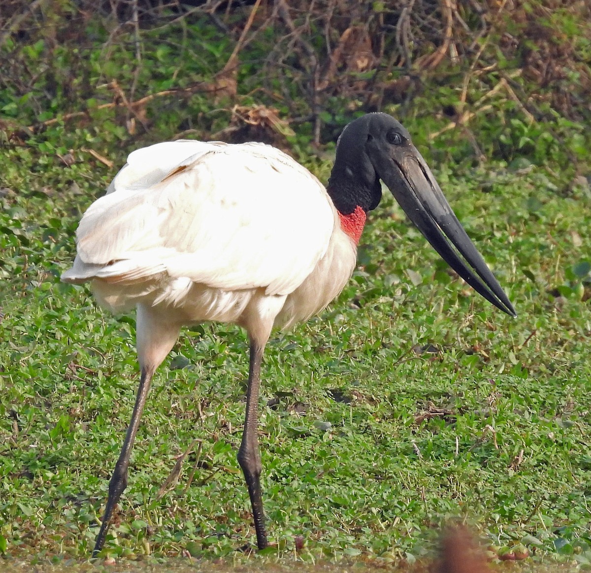 Jabiru - ML624198410