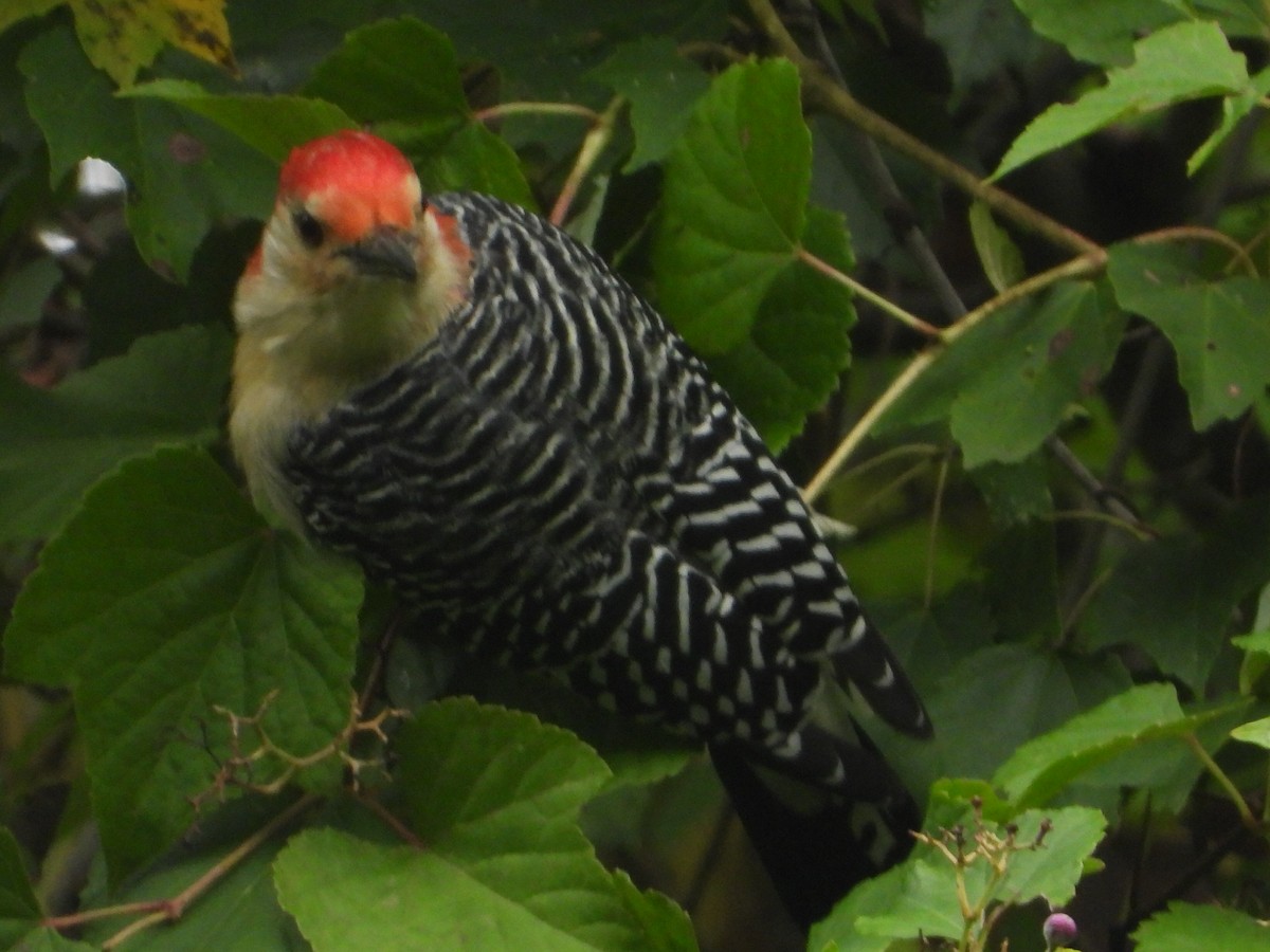 Red-bellied Woodpecker - ML624198411