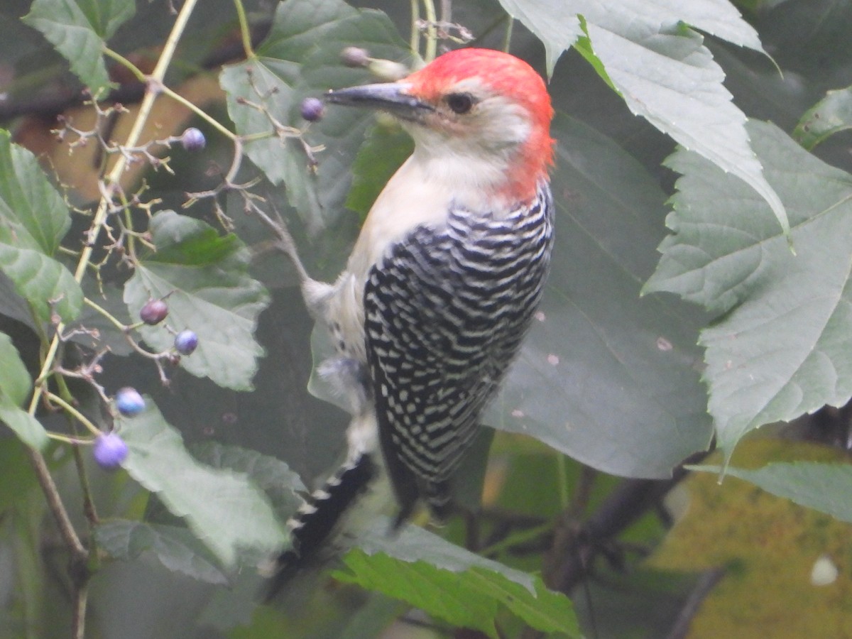 Red-bellied Woodpecker - ML624198412