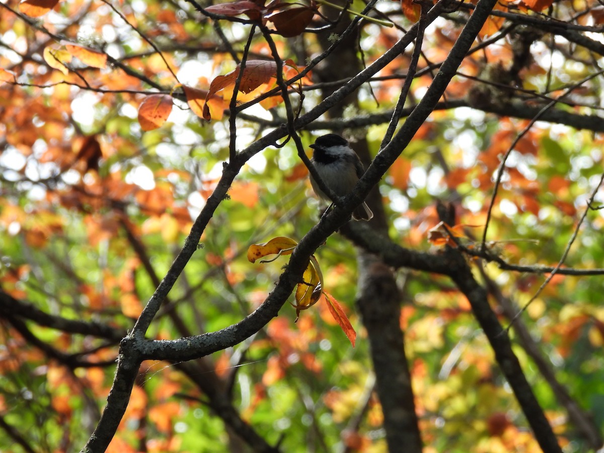 Black-capped Chickadee - ML624198418