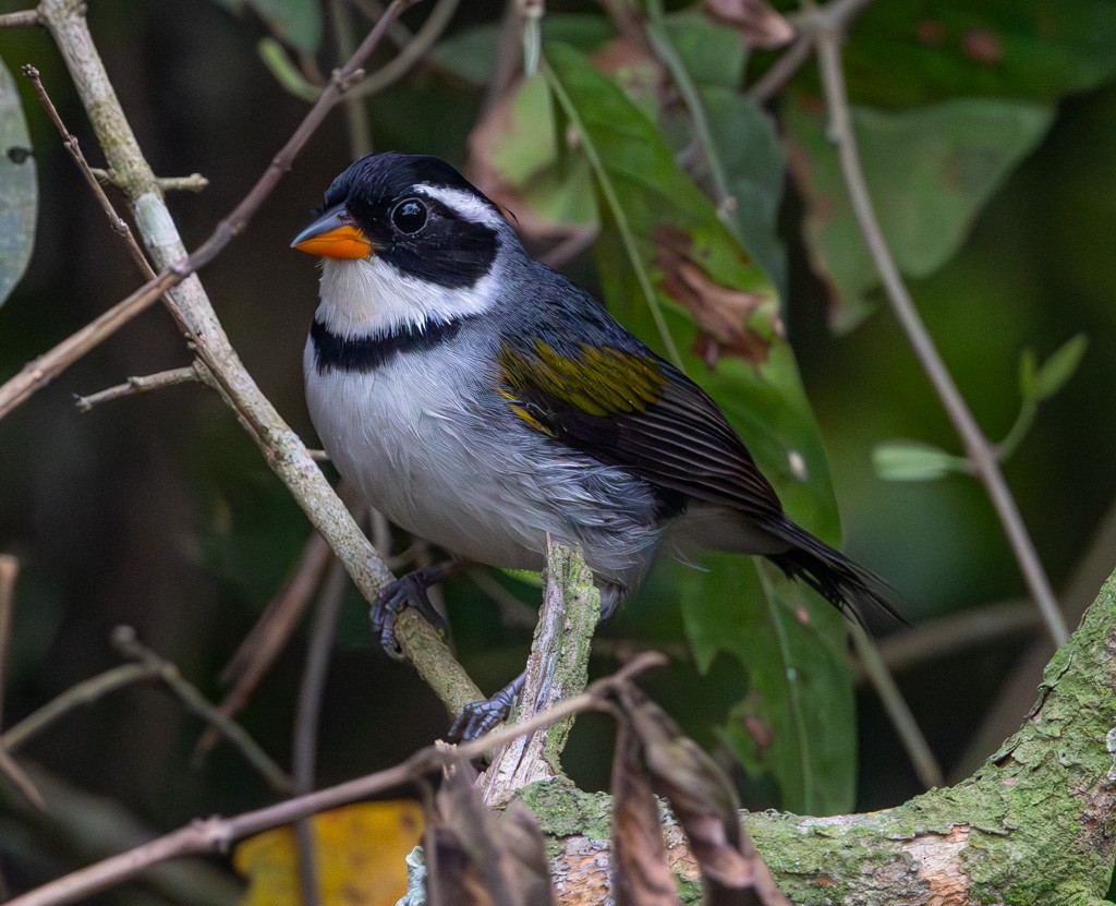 Saffron-billed Sparrow (Gray-backed) - ML624198424