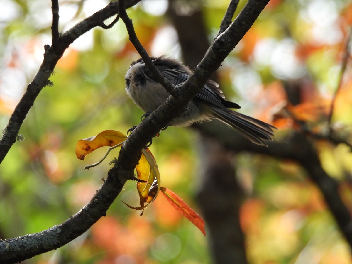 Black-capped Chickadee - ML624198425