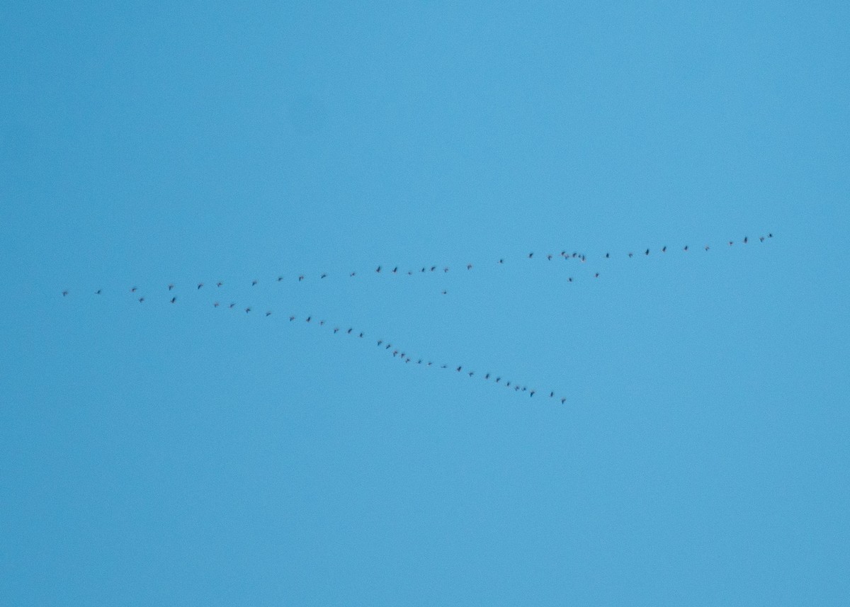 goose sp. - ML624198427