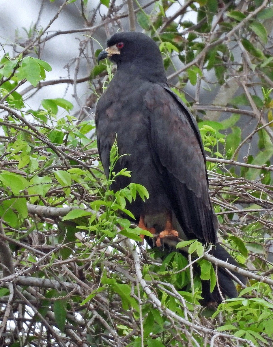 Snail Kite - ML624198429