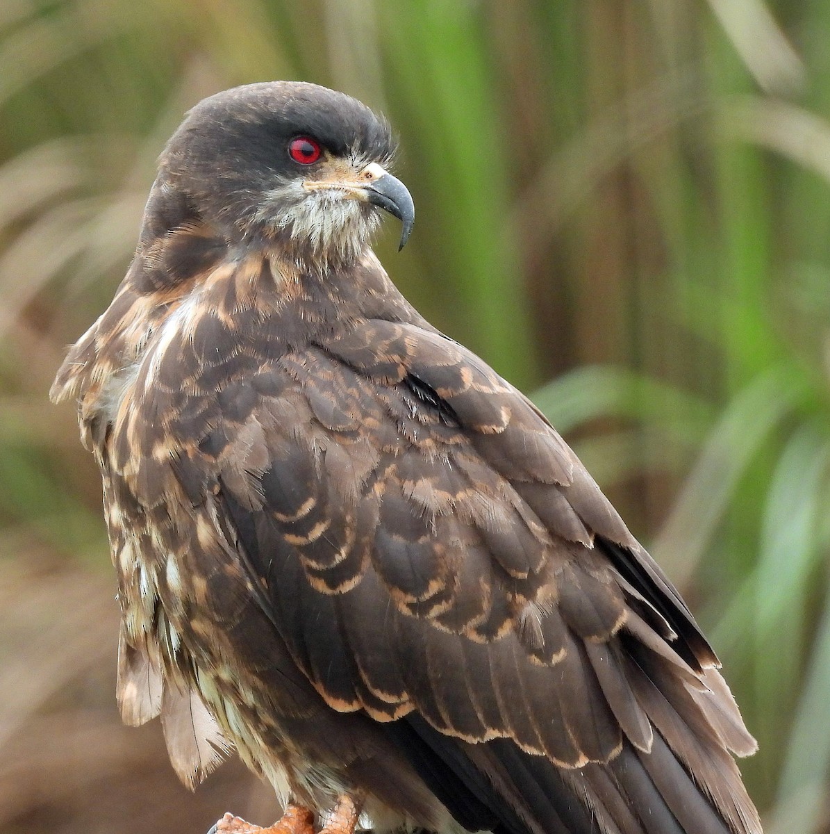 Snail Kite - ML624198430