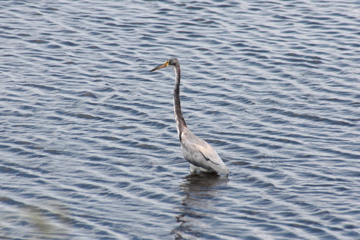 Tricolored Heron - ML624198449