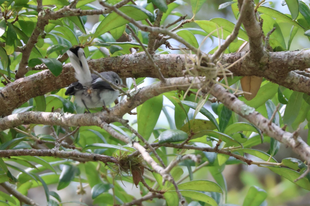 Blue-gray Gnatcatcher - Julia Nadeau Gneckow