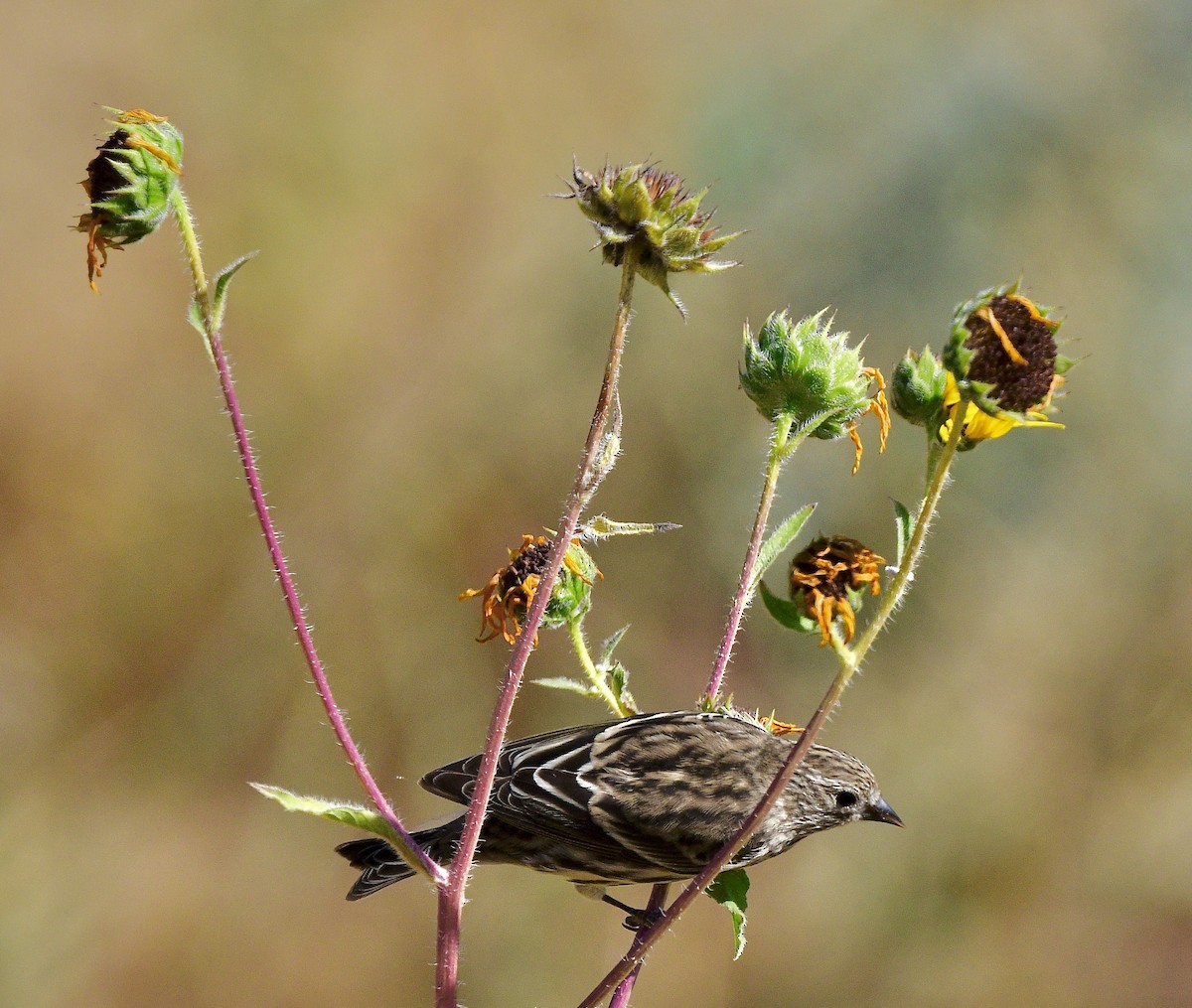 Pine Siskin - ML624198471