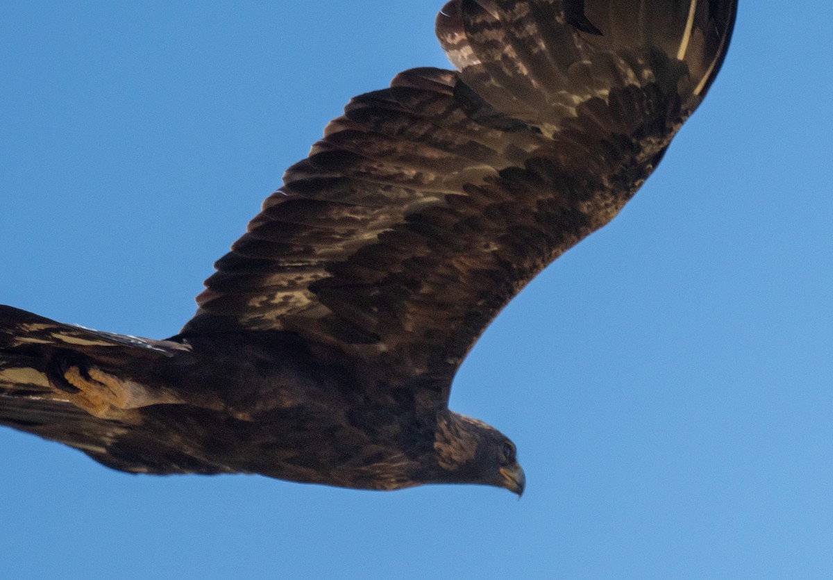 Golden Eagle - Connie Misket